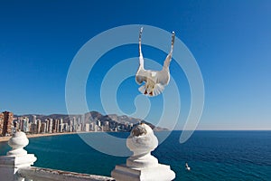 Seagull in front of Benidorm city