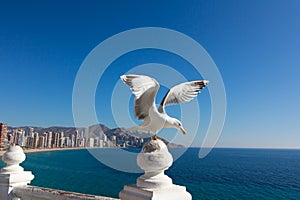 Seagull in front of Benidorm city