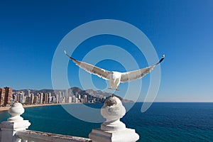 Seagull in front of Benidorm city