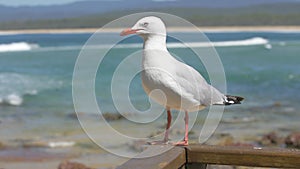 Seagull in front of blue sea, 2x slow motion