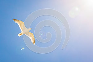 Seagull in front of a blue sky and sun
