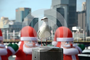 Seagull in the front. A bunch of inflated Santa Claus are decorating the Darling Harbour