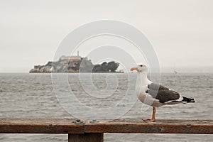 Seagull in front of the famous Alcatraz Island, San Francisco, California - United States of America aka USA