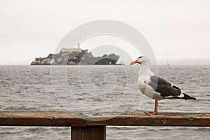 Seagull in front of the famous Alcatraz Island, San Francisco, California - United States of America aka USA
