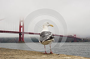 A seagull in front of Golden Gate Bridge in San Francisco, USA