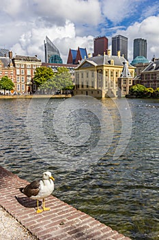 Seagull in front of the Mauritshuis and Torentje in Den Haag