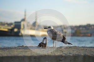Seagull in front of the new mosque with a blurred