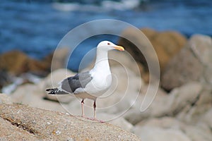 A Seagull in front of sea