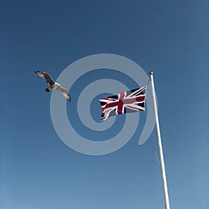 Seagull in front of union jack