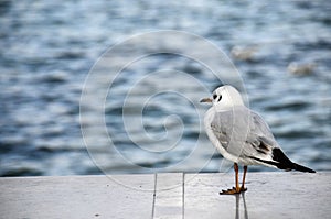 Seagull in front of water