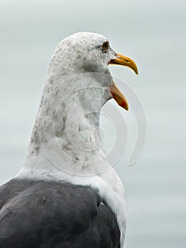 Seagull With Funny Expression