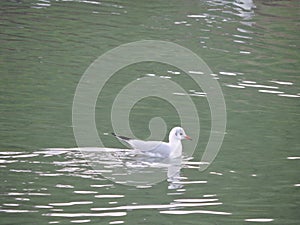 Seagull. Gabbiano vega. photo