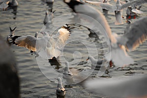 seagull gathering together at the seashore waiting for food, Samutprakarn, Thailand