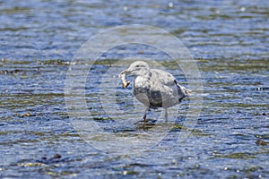 Seagull gathers food in the shallow water