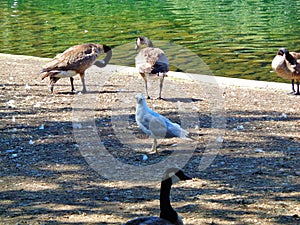 A seagull among the geese