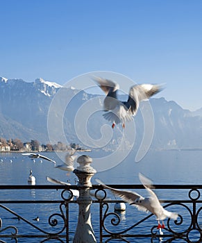 Seagull on Geneva lake