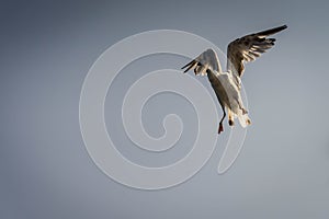 Seagull gesture when finds food flying by