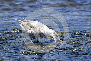 Seagull gets food in the water