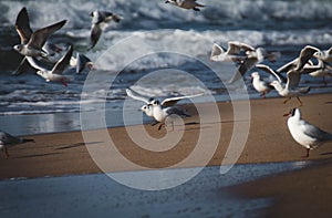 The seagull getting ready to fly  along the beach by the Baltic Sea