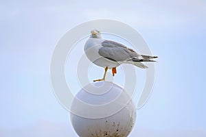 Seagull Glarus sitting on one leg on a lantern 1