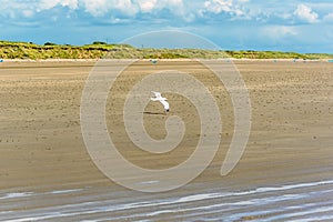 A seagull glides across the beach at Pendine Sands, Wales