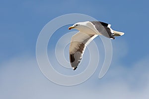 Seagull Gliding