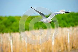 Seagull gliding