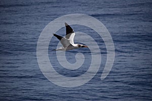 Seagull gliding through the air