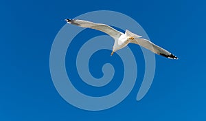 Seagull gliding in air