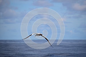 Seagull gliding through the air