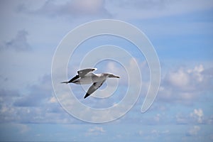 Seagull gliding through the air