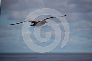 Seagull gliding through the air