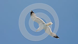 Seagull gliding in blue sky. Travel trends. Two seagulls soaring in blue sky. Soaring Seagull in the Sky. Seagull soars