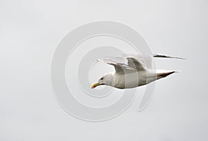 Seagull Gliding down