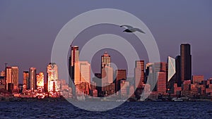 Seagull gliding in front of shiny Seattle skyline