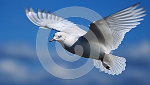 Seagull gliding mid air, spread wings in clear sky, freedom symbol generated by AI
