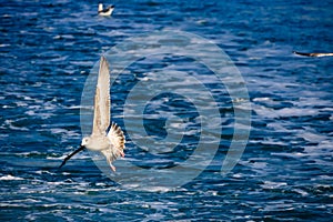 A seagull gliding in the West Sea