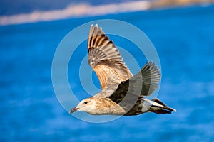 A seagull gliding in the West Sea