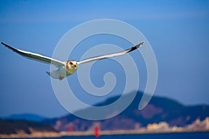 A seagull gliding in the West Sea