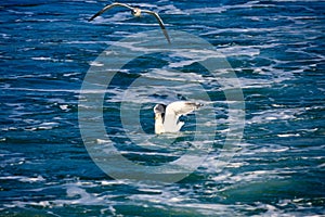 A seagull gliding in the West Sea