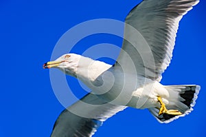 A seagull gliding in the West Sea