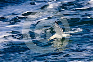 A seagull gliding in the West Sea