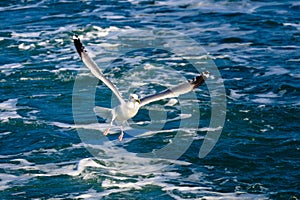 A seagull gliding in the West Sea