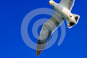 A seagull gliding in the West Sea