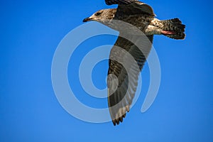 A seagull gliding in the West Sea