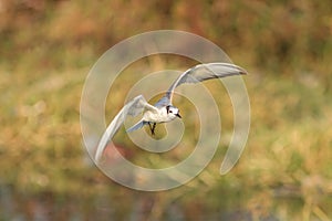 A seagull in golden light