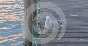 Seagull at Grand Canal in Venice Italy