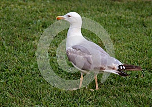 Seagull on the grass