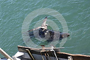 Seagull and Gray Seal Swimming near a Fishing Boat in Chatham