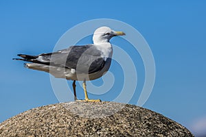 Seagull with gray and white feathers on a stone